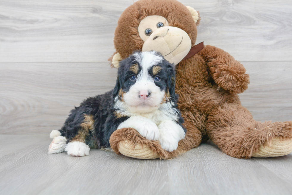 Mini Bernedoodle Pup Being Cute