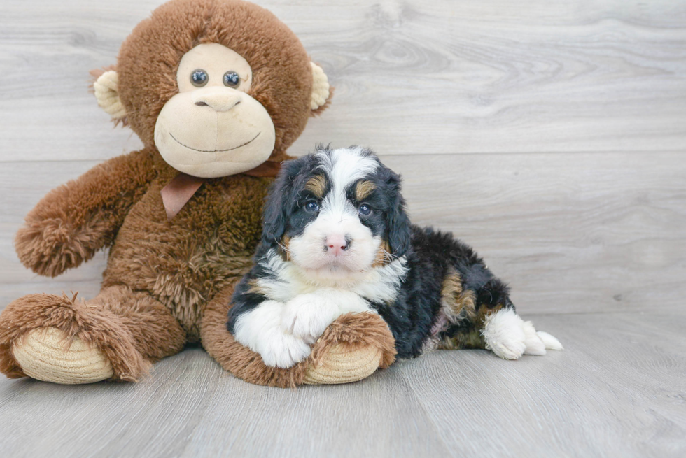 Mini Bernedoodle Pup Being Cute