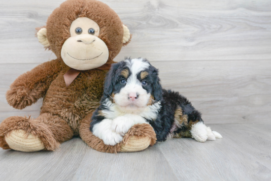 Mini Bernedoodle Pup Being Cute