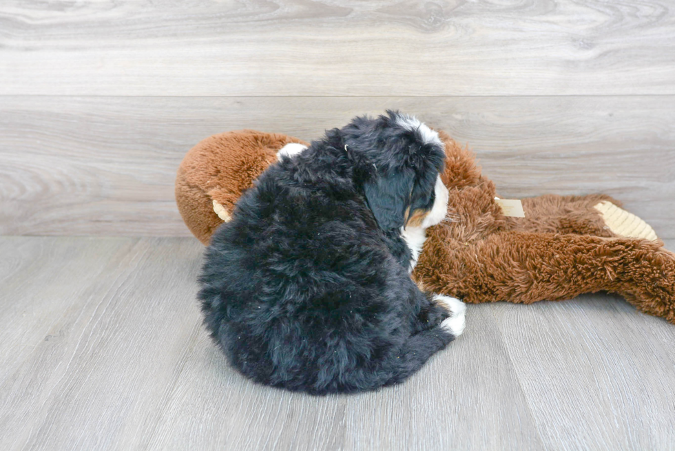 Best Mini Bernedoodle Baby