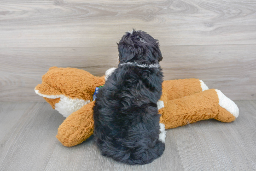 Fluffy Mini Bernedoodle Poodle Mix Pup