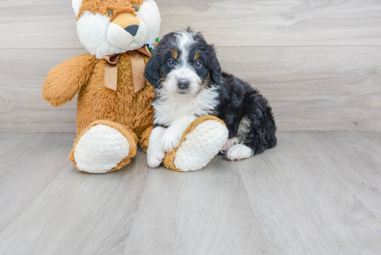 Friendly Mini Bernedoodle Baby