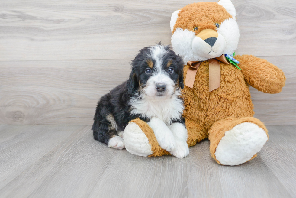 Small Mini Bernedoodle Baby