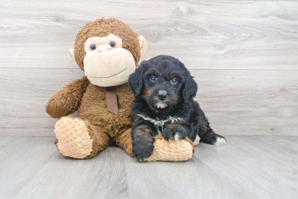 Best Mini Bernedoodle Baby