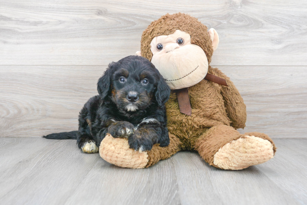 Little Mini Berniedoodle Poodle Mix Puppy