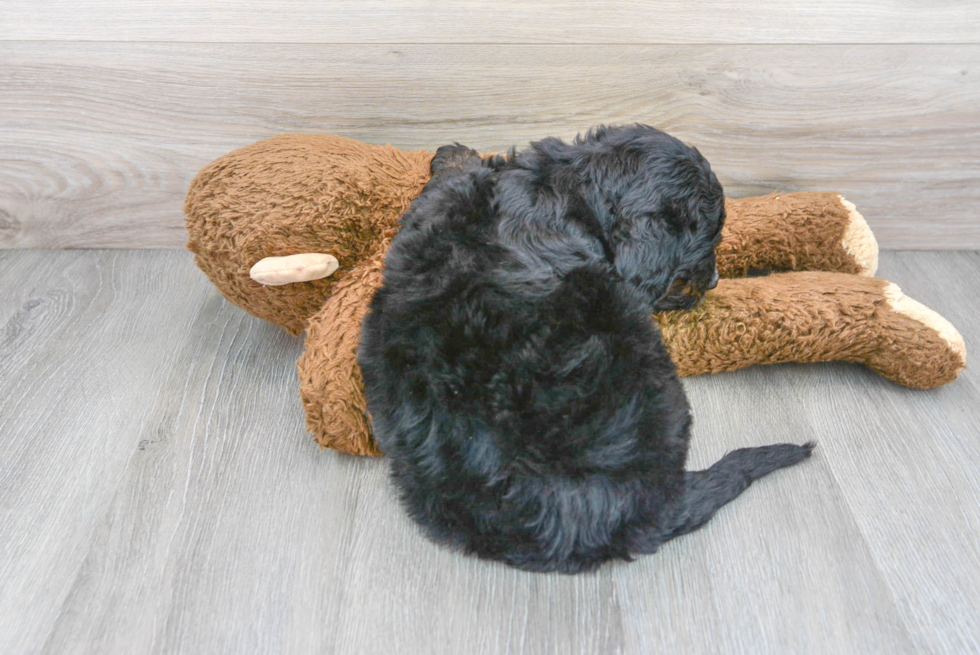 Mini Bernedoodle Pup Being Cute