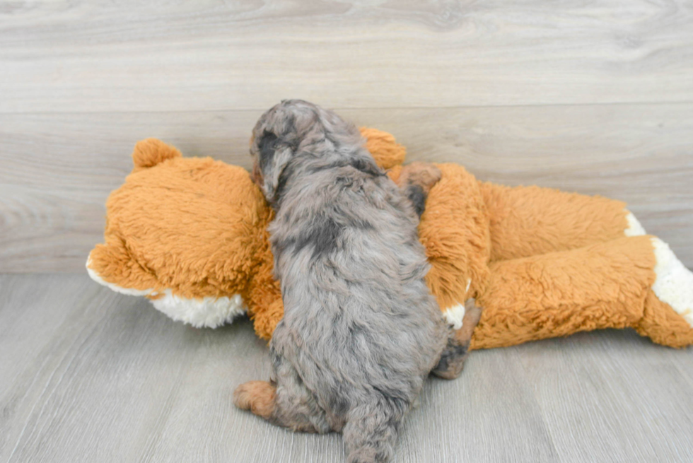 Small Mini Bernedoodle Baby