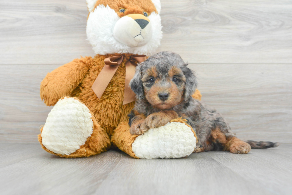 Best Mini Bernedoodle Baby