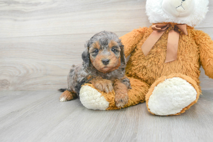 Mini Bernedoodle Pup Being Cute