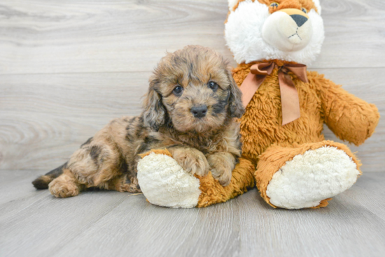 Mini Bernedoodle Puppy for Adoption