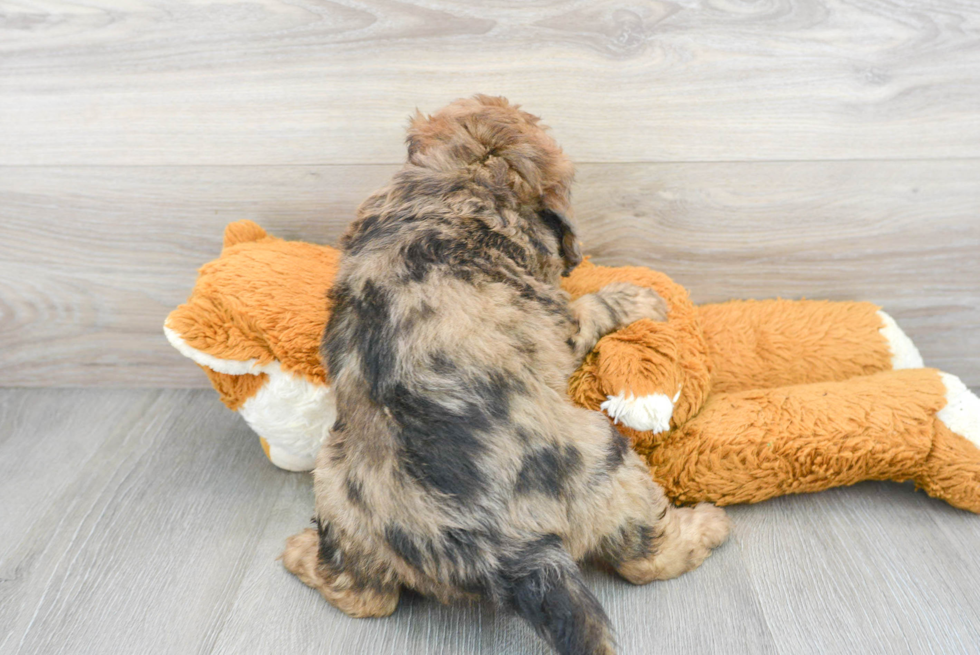 Adorable Bernadoodle Poodle Mix Puppy