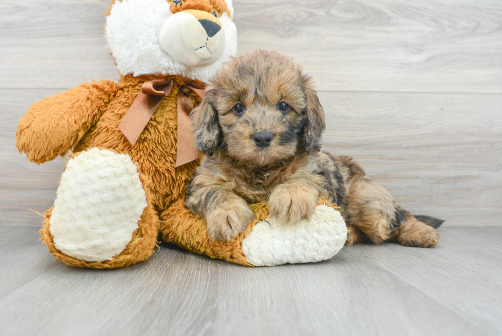 Best Mini Bernedoodle Baby