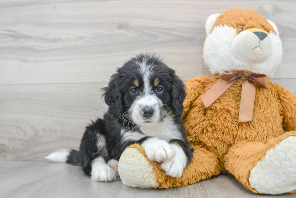 Smart Mini Bernedoodle Poodle Mix Pup