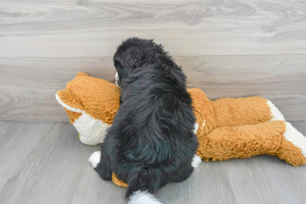 Energetic Mini Berniedoodle Poodle Mix Puppy