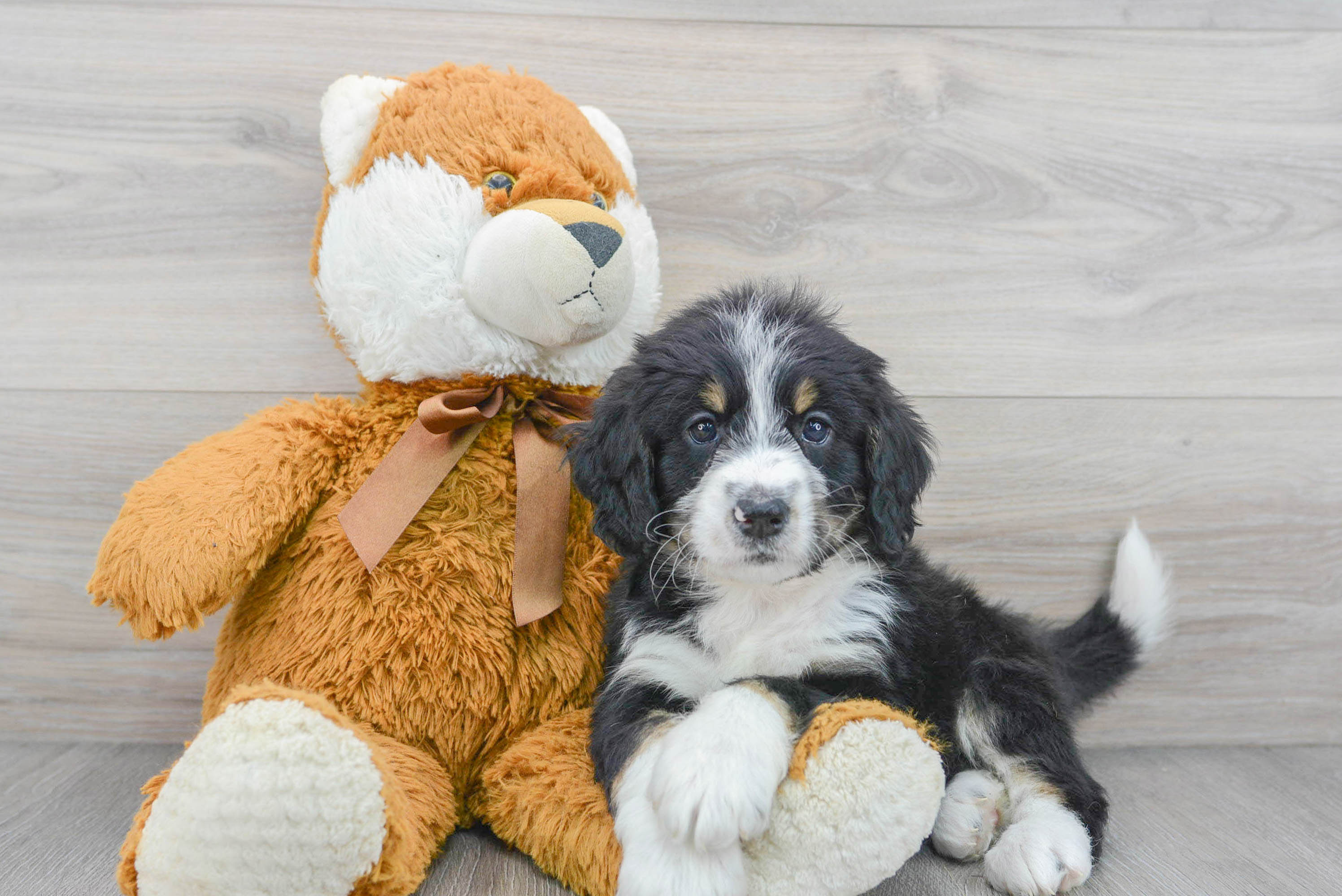 Mini Bernedoodle Pup Being Cute