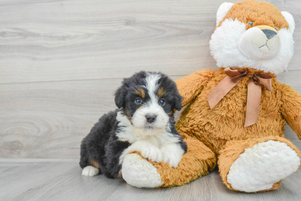 Fluffy Mini Bernedoodle Poodle Mix Pup