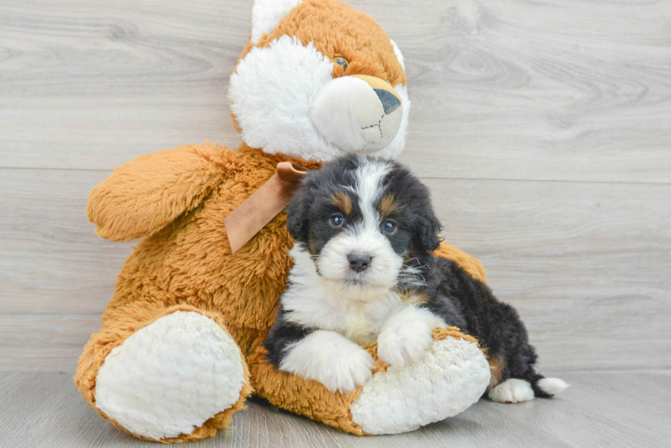 Sweet Mini Bernedoodle Baby