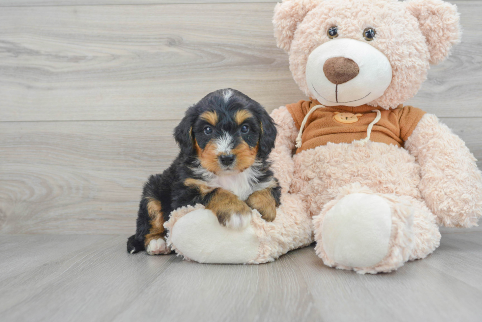 Mini Bernedoodle Pup Being Cute