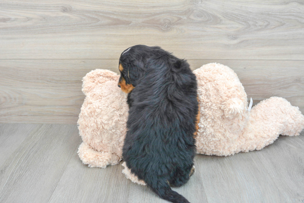 Funny Mini Bernedoodle Poodle Mix Pup