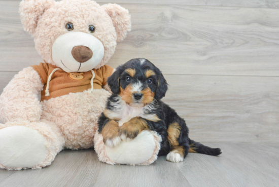 Mini Bernedoodle Pup Being Cute