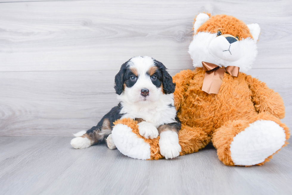 Happy Mini Bernedoodle Baby