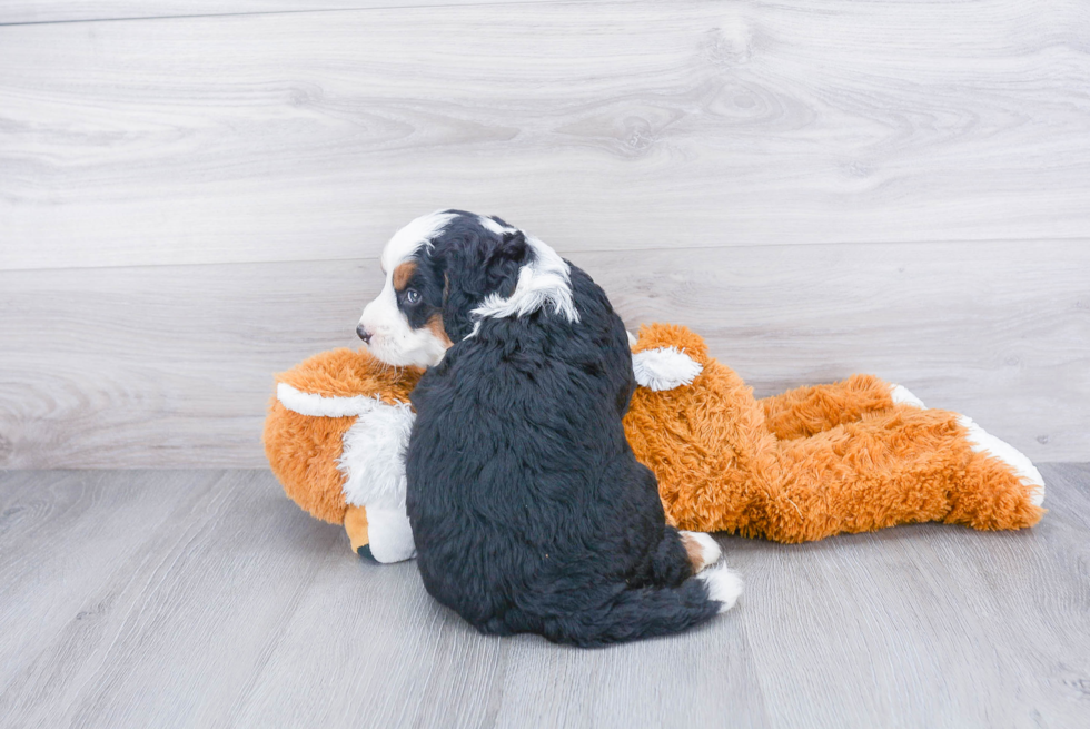 Best Mini Bernedoodle Baby