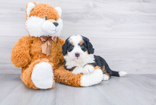 Mini Bernedoodle Puppy for Adoption