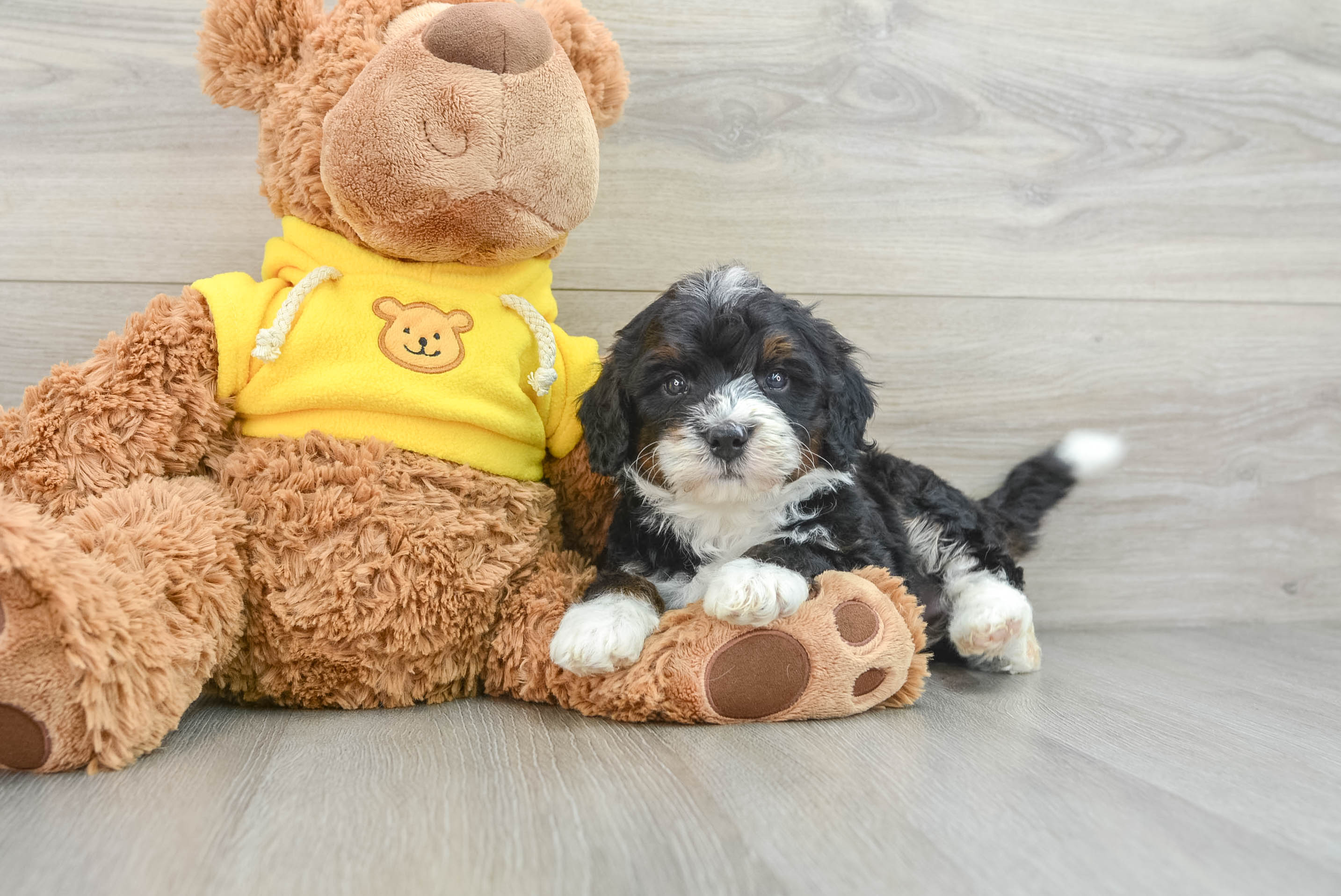 Friendly Mini Bernedoodle Baby