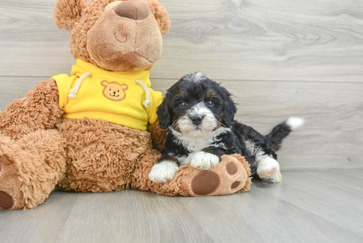 Friendly Mini Bernedoodle Baby