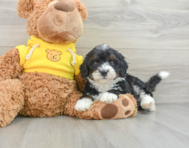 7 week old Mini Bernedoodle Puppy For Sale - Premier Pups