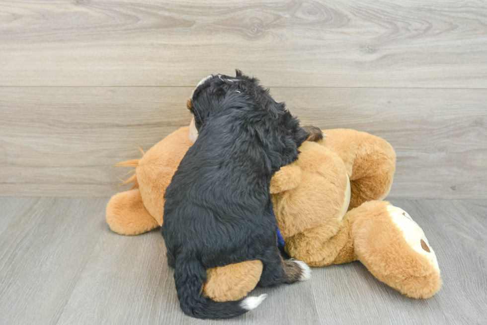 Mini Bernedoodle Pup Being Cute