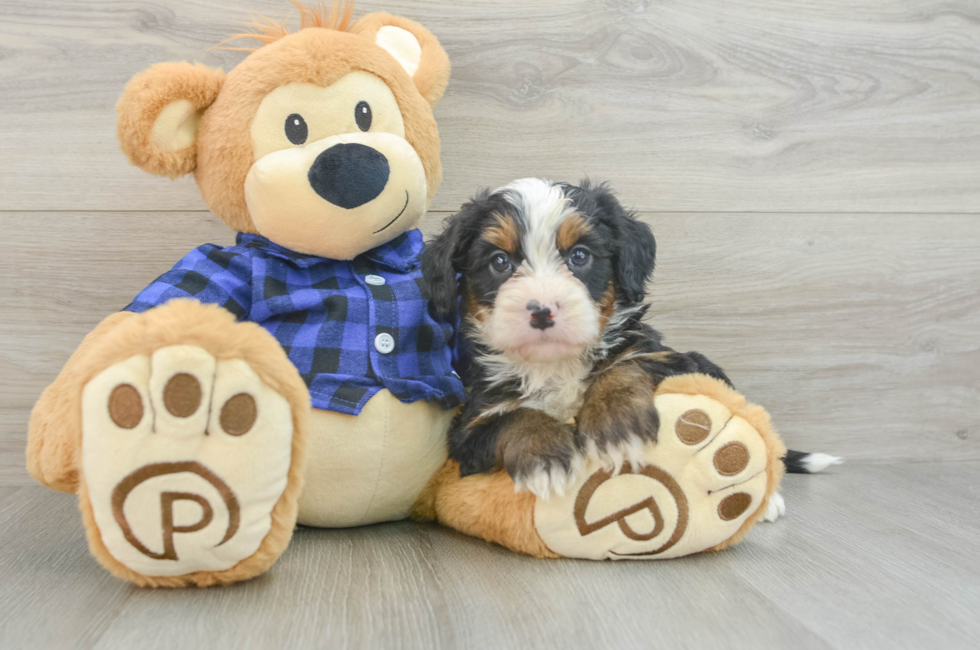 6 week old Mini Bernedoodle Puppy For Sale - Premier Pups