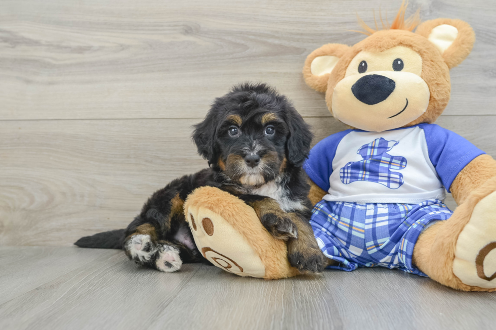 Mini Bernedoodle Pup Being Cute