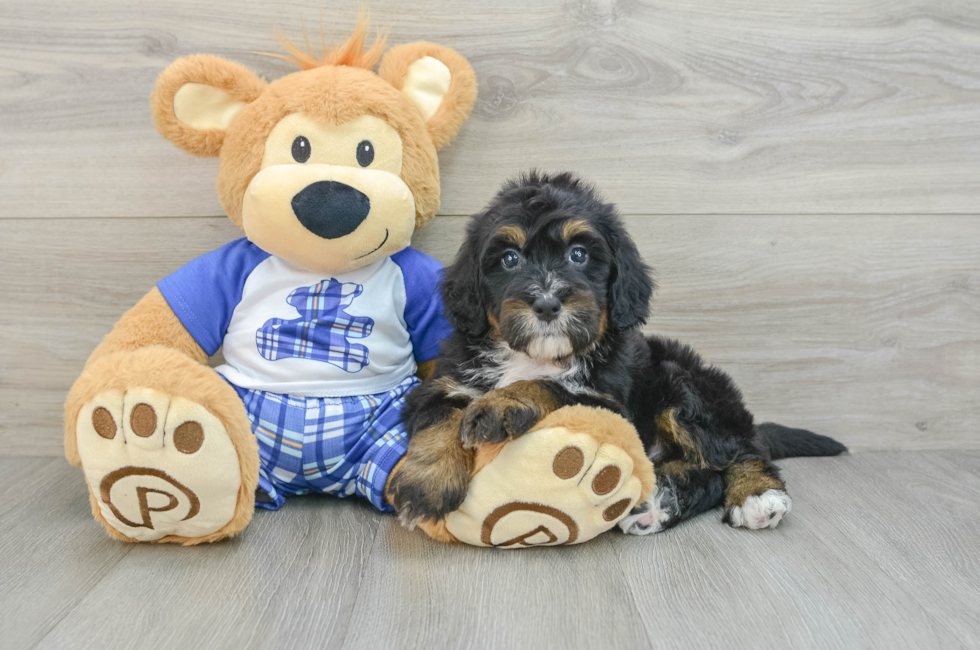 6 week old Mini Bernedoodle Puppy For Sale - Premier Pups