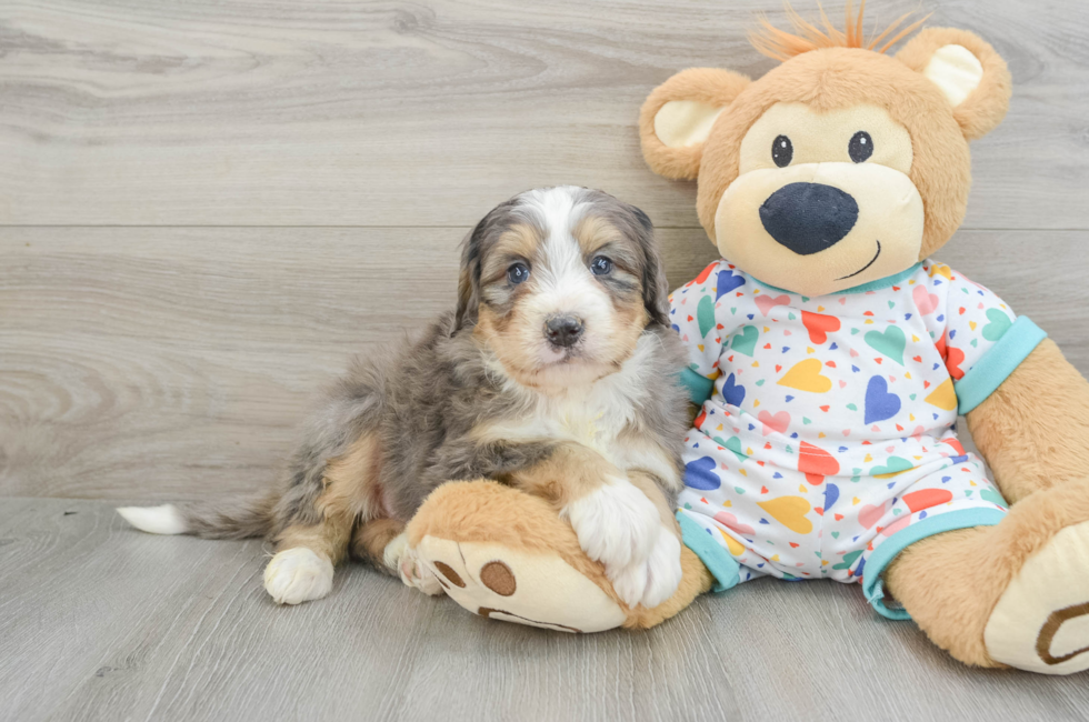 6 week old Mini Bernedoodle Puppy For Sale - Premier Pups