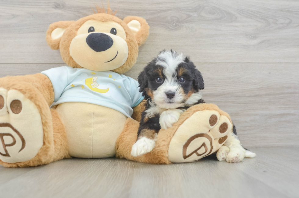 5 week old Mini Bernedoodle Puppy For Sale - Premier Pups