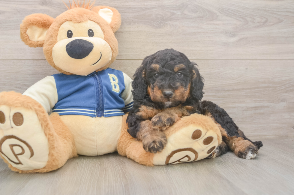 5 week old Mini Bernedoodle Puppy For Sale - Premier Pups