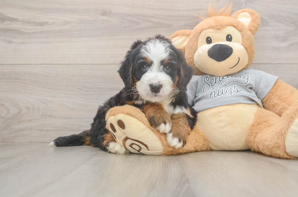 5 week old Mini Bernedoodle Puppy For Sale - Premier Pups