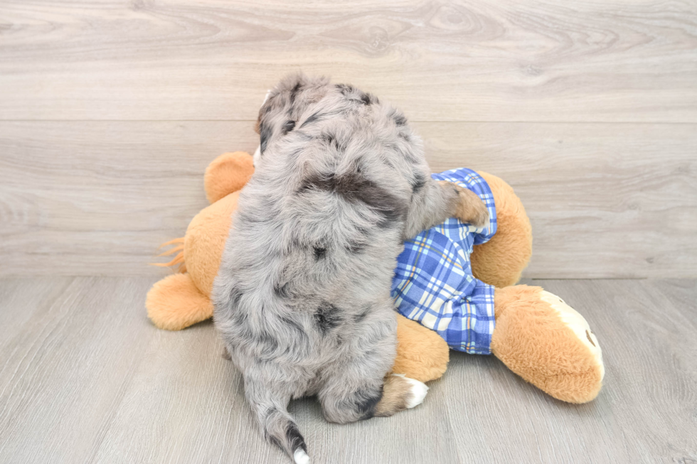 Best Mini Bernedoodle Baby
