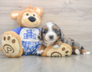 5 week old Mini Bernedoodle Puppy For Sale - Premier Pups