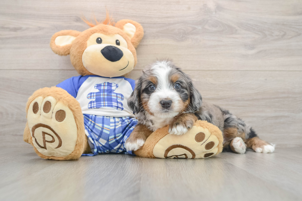 Mini Bernedoodle Pup Being Cute