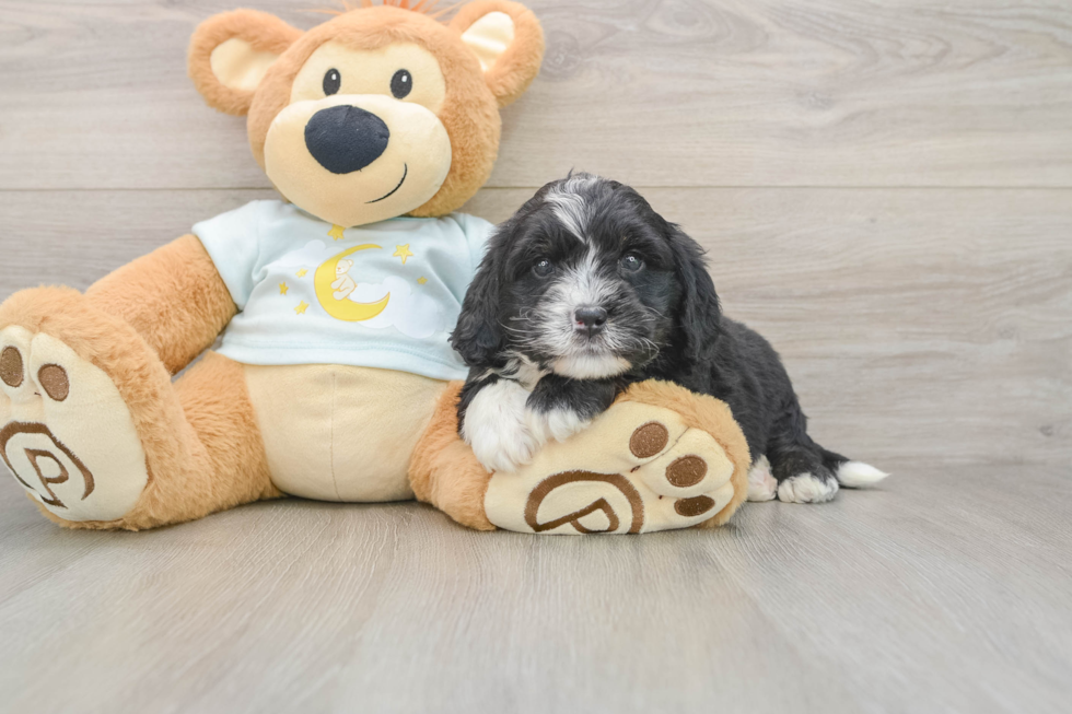 Mini Bernedoodle Pup Being Cute
