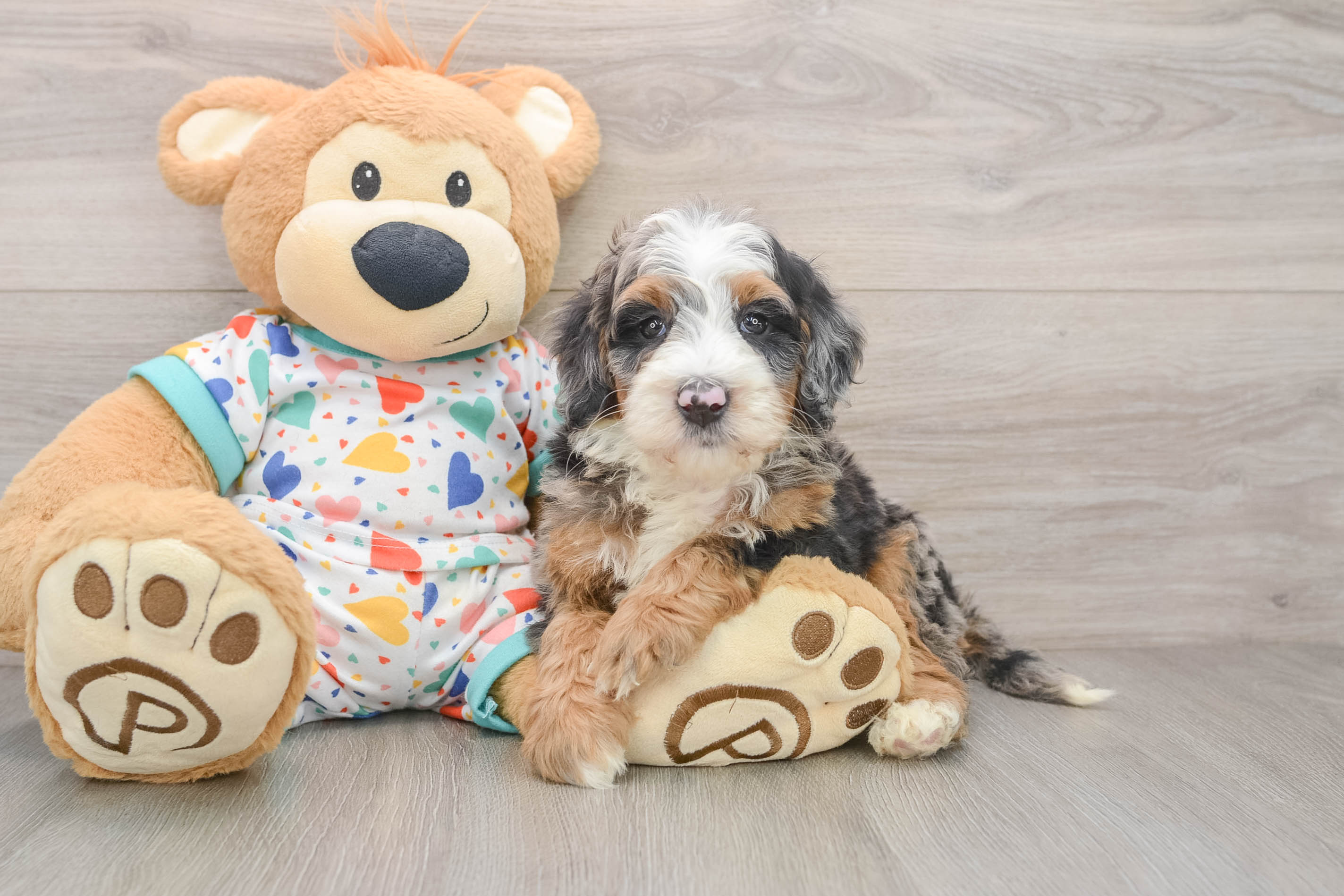 Fluffy Mini Bernedoodle Poodle Mix Pup