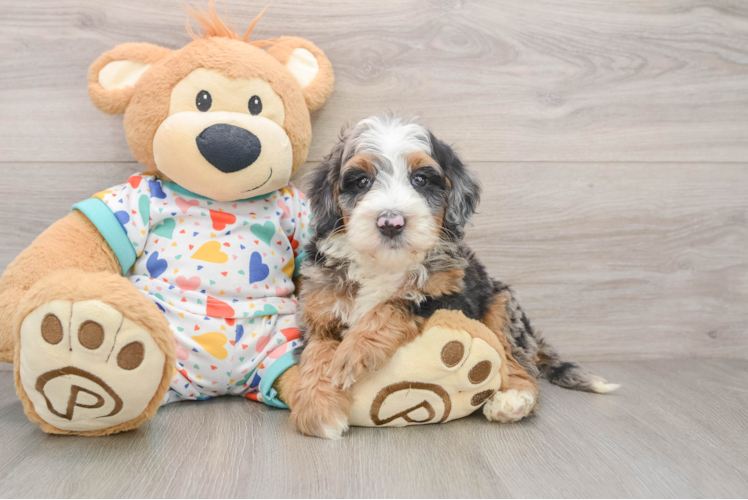 Fluffy Mini Bernedoodle Poodle Mix Pup