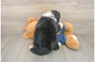 Mini Bernedoodle Puppy for Adoption