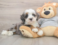 8 week old Mini Bernedoodle Puppy For Sale - Premier Pups