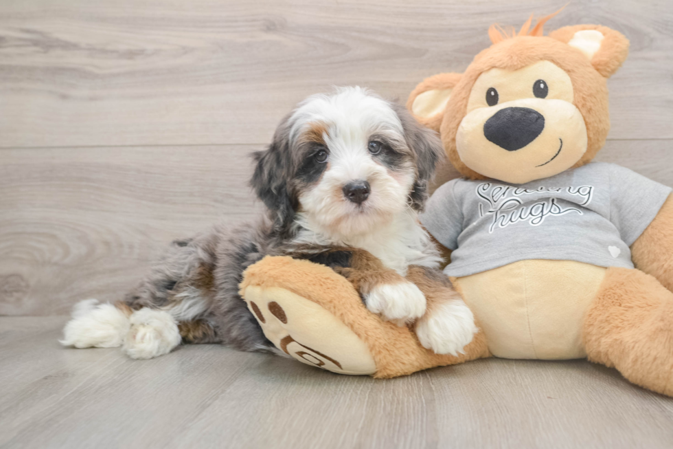 Energetic Bernese Doodle Poodle Mix Puppy