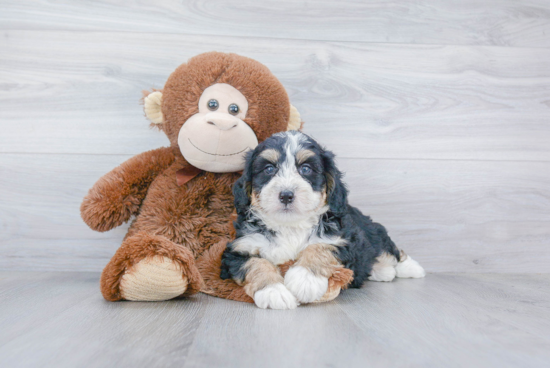 Happy Mini Bernedoodle Baby