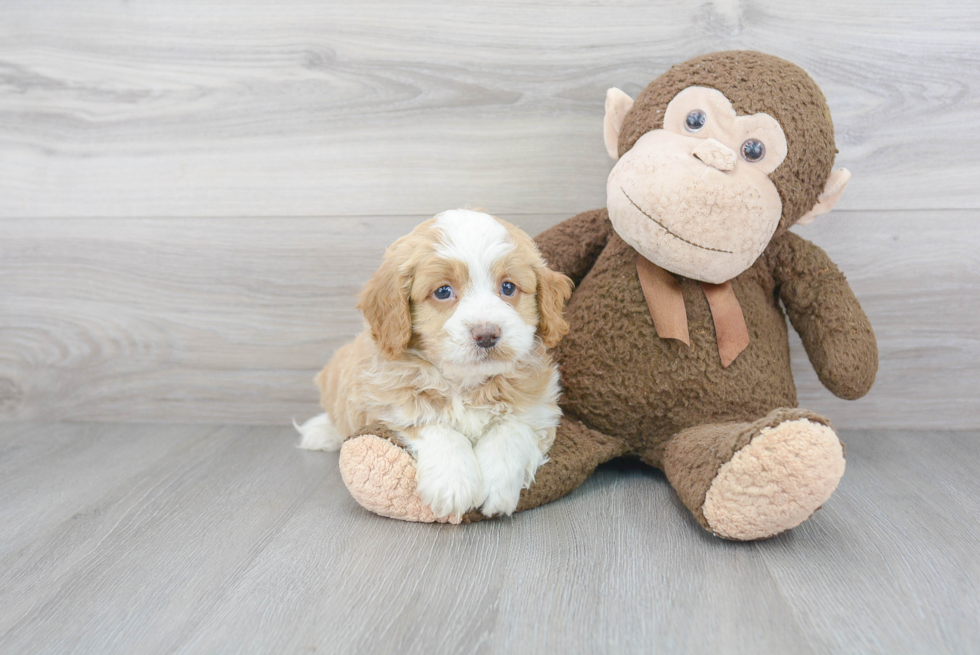 Best Mini Bernedoodle Baby