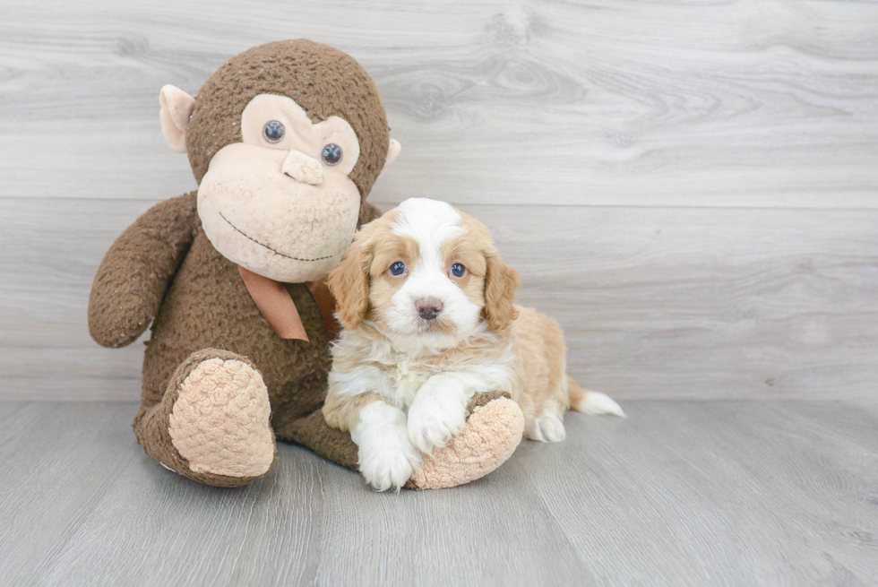 Mini Bernedoodle Pup Being Cute